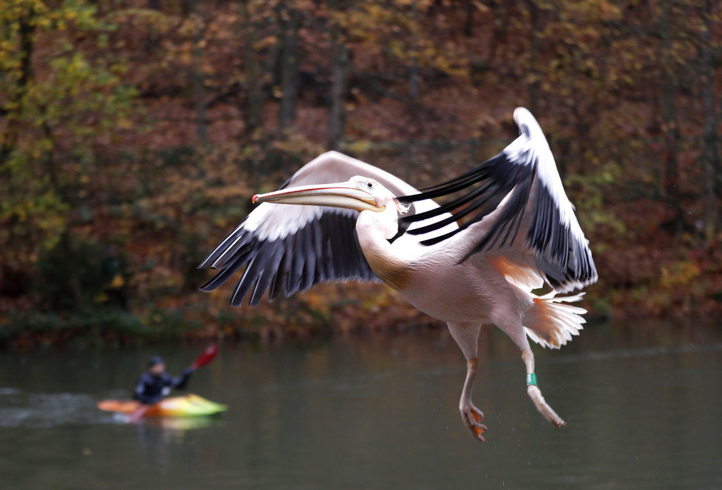 Pelican in flight